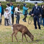 　大阪市都島区の公園に現れたシカ＝２２日