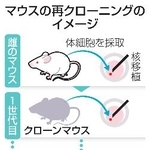 　マウスの再クローニングのイメージ