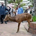 　２４日、大阪市都島区で集合住宅の敷地内を移動するシカ