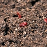 　乾燥したネムリユスリカの幼虫（農研機構提供）