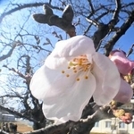 　福島県いわき市で市民団体らが独自に「開花宣言」した旧小名浜測候所の旧標本木の桜＝２７日午後