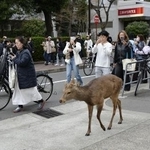 　２４日、大阪市都島区に現れたシカについて歩く住民ら