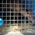 　一時保護施設から移送されるシカ＝２７日午後、大阪市住之江区