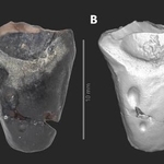 　角竜類の歯の化石。右は化石の３Ｄモデル（久慈琥珀博物館提供）