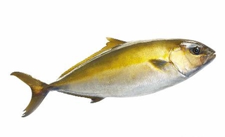 　カンパチ（鹿児島県垂水市漁業協同組合提供）