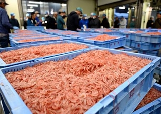 　駿河湾で水揚げされ、静岡市の由比漁港に並べられたサクラエビ＝４日早朝