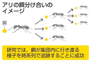 　アリの餌分け合いのイメージ