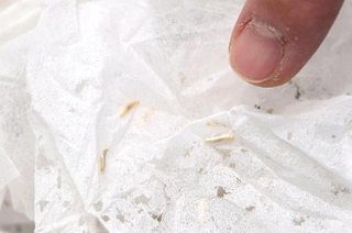 　ニュウハクシミと、食べられて穴が開いた紙類＝２０２５年１１月、東京都内