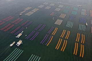 　有明海で養殖ノリの種付け作業が始まり、海面に広がる色とりどりのノリ網＝２０２５年１１月、佐賀市沖（共同通信社ヘリから）