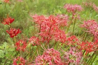 　福島県双葉町細谷地区から同県川俣町山木屋地区へ移植されたヒガンバナ＝２０２４年１０月