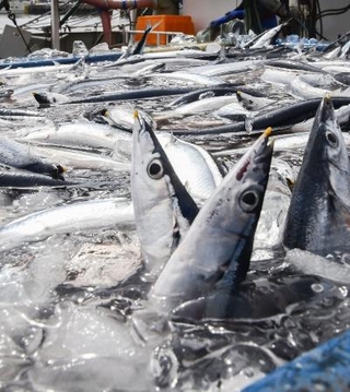 　銚子漁港で水揚げされたサンマ＝２０２５年９月、千葉県銚子市