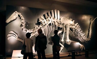 　福岡市博物館で始まった特別展「大恐竜展」で展示された骨格模型＝２４日午前