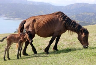 　宮崎県串間市の都井岬で寄り添う御崎馬の親子＝２０日