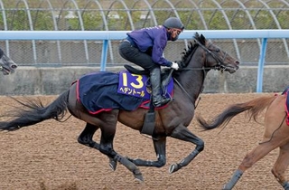 　天皇賞・春に向け、最終追い切りを行うヘデントール＝美浦トレーニングセンター