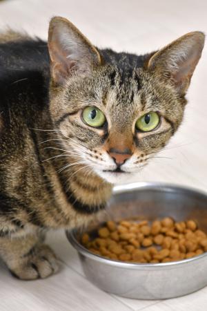 　岩手大の実験に参加した猫