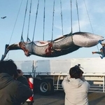 　根室港に水揚げされたミンククジラ＝１日午後、北海道根室市（日本小型捕鯨協会提供）