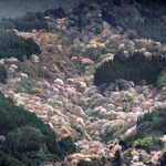 　見頃を迎えた吉野山の桜＝２日、奈良県吉野町（共同通信社ヘリから）