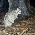 　長崎県・対馬で撮影されたツシマヤマネコ＝２０２５年６月（環境省対馬自然保護官事務所提供）