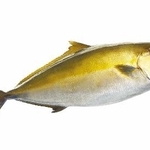 　カンパチ（鹿児島県垂水市漁業協同組合提供）