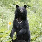 　ツキノワグマ（環境省提供）