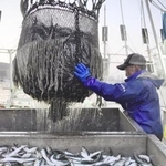 　北海道根室市の花咲港で水揚げされるマイワシ＝２０２０年９月