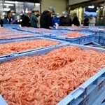 　駿河湾で水揚げされ、静岡市の由比漁港に並べられたサクラエビ＝４日早朝