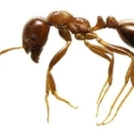 　ヒアリ（環境省提供）