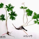 　トリカブト（左）とニリンソウ（山形県衛生研究所提供）