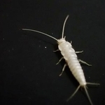 　ニュウハクシミ（東京文化財研究所提供）