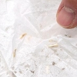 　ニュウハクシミと、食べられて穴が開いた紙類＝２０２５年１１月、東京都内