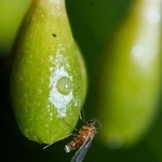 　カラスキバサンキライに寄ってきたタマバエの一種（神戸大の末次健司教授提供）