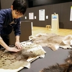 　展示された動物の毛皮を触る博物館の担当者＝３月、北海道白老町