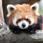 　新しい屋内型施設で展示される予定のレッサーパンダ（野毛山動物園提供）