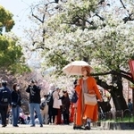 　大阪市北区の造幣局で開かれた「特別観桜会」で、桜を楽しむ人たち＝８日午前