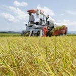 　収穫期を迎えたコメ＝２０２５年８月、新潟県三条市