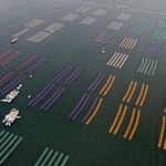 　有明海で養殖ノリの種付け作業が始まり、海面に広がる色とりどりのノリ網＝２０２５年１１月、佐賀市沖（共同通信社ヘリから）