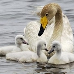 　オオハクチョウの母鳥とひな＝２００５年、北海道苫小牧市のウトナイ湖