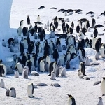 　南極・ロスチャイルド島のコウテイペンギンの群れ。羽毛が灰色なのがひな（（Ｃ）Ｐｈｉｌｉｐ　Ｔｒａｔｈａｎ／ＩＵＣＮ提供）