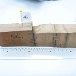 　東北大が採取し、研究で分析したアスナロ（ＯＩＳＴ提供）