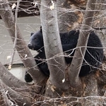 　２０２５年４月、盛岡市の寺の敷地に入り込んだクマ