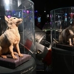 　モスクワの博物館に展示されている宇宙飛行した犬の剥製＝７日（共同）