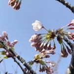 　北海道南端の松前町で開花したソメイヨシノ＝１３日午後（松前町提供）