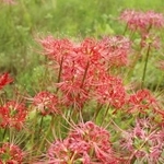 　福島県双葉町細谷地区から同県川俣町山木屋地区へ移植されたヒガンバナ＝２０２４年１０月