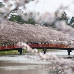 　見頃を迎えた、国内有数の桜の名所として知られる青森・弘前公園の桜＝１５日午後、弘前市