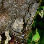 　交尾するカブトムシ