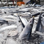 　銚子漁港で水揚げされたサンマ＝２０２５年９月、千葉県銚子市