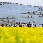 　ネモフィラが満開となった茨城県ひたちなか市の国営ひたち海浜公園。手前には菜の花が咲き、青色と黄色のコントラストが来園者の目を楽しませた＝１８日午前