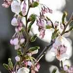 　札幌市の札幌管区気象台で開花したソメイヨシノ＝１８日午後