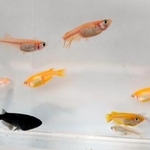 　野生メダカ（右下の一番下）と観賞メダカ。左下は「オロチ」
