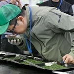 　静岡茶市場で開かれた「新茶初取引」で、茶の香りを確かめる関係者＝２０日午前、静岡市